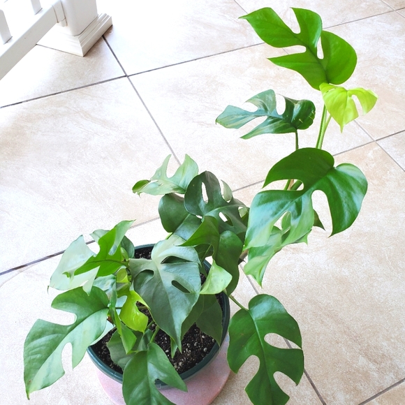 SOLD Rhaphidophora Tetrasperma | 5.5" pot - Picture 8 of 10